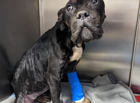 ‘Coco’ was found abandoned in an emaciated condition in Hull in January