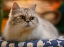 A former minister has revealed the UK government considered culling pet cats in order to slow the spread of Covid-19.
