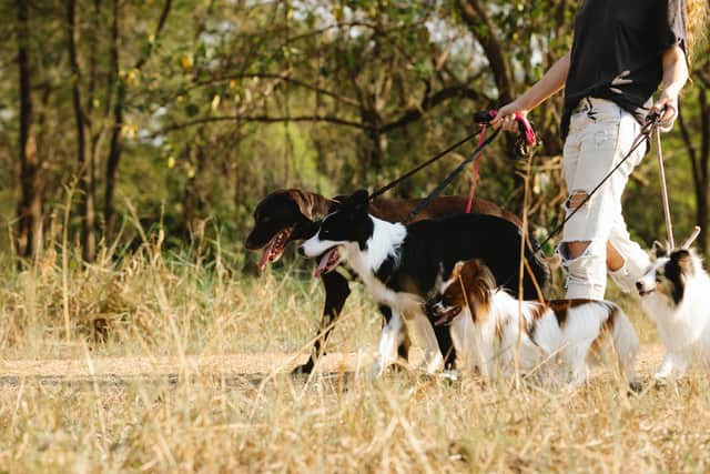 Dog walker gets 3-year ban from dealing with dogs after dog left to die in hot van