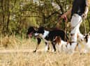 Dog walker gets 3-year ban from dealing with dogs after dog left to die in hot van