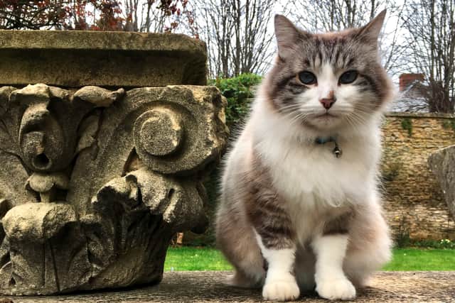 Minou was best known for rushing across the screen at the start of the BBC show - making a Greek-looking vase wobble. Marc Allum / SWNS