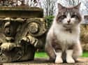 Minou was best known for rushing across the screen at the start of the BBC show - making a Greek-looking vase wobble. Marc Allum / SWNS