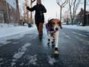 UK weather: Is it too cold to take your dog for a walk - expert advice on when it’s dangerous to exercise dog 