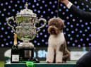 Orca the Lagotto Romagnolo was crowned Best in Show at Crufts 2023