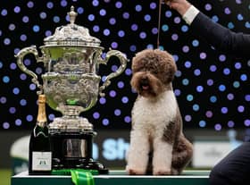 Orca the Lagotto Romagnolo was crowned Best in Show at Crufts 2023