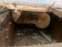 A couple discovered their home had been turned into a giant beehive - after honey started dripping down the walls. 
