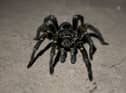 Arachnaphobes can face their fears with London Zoo’s Friendly Spider Programme
