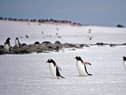 Part of the job is to count the nearby Gentoo penguin colony.