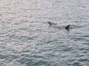Huge shark spotted off coast of St Ives in Cornwall: Footage captures basking shark ‘longer than some boats’