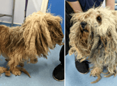 A dog has received the ultimate transformation after the RSPCA stepped in to help