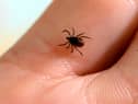 A picture taken at the French National Institute of Agricultural Research shows a tick (Photo by BERTRAND GUAY / AFP) (Photo by BERTRAND GUAY/AFP via Getty Images).