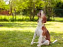 What to do if your pet is stung by a bee or wasp this spring