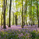 Bluebells (Hyacinthoides non-scripta) in beech woods at dawn, Sussex, England