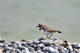 Ringed plover bird