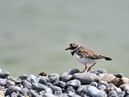 Ringed plover bird