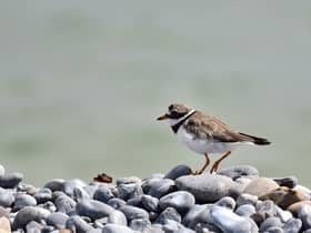 Ringed plover bird