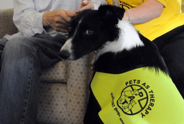 Tip became a therapy dog after Jackie noticed how mild and kind-natured he was.