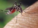 Scientists fear UK outbreak after British woman infected with virus following trip to France