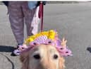 Bronte sporting a pink bonnet