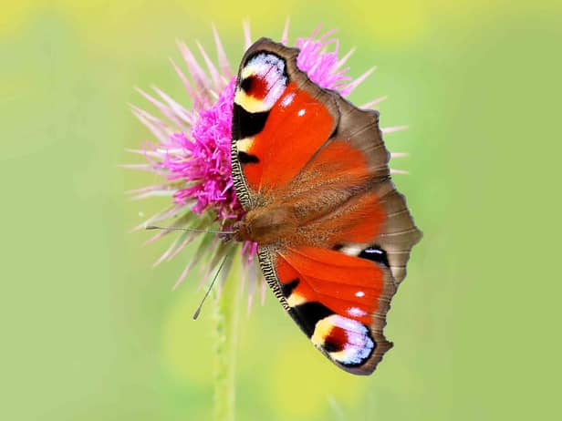 Heatwave and drought could put butterflies in trouble