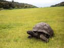 Jonathan, a Seychelles giant tortoise (photo: Getty Images)
