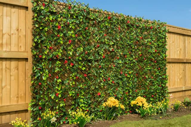 Hang a brightly coloured trellis from a garden fence to enhance its overall look