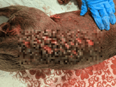 The RSPCA is looking for a man who handed a dead dog with multiple stab wounds into the vets in March. (SWNS)