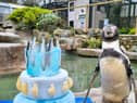 Spneb, BritainÕs oldest penguin, celebrates her 35th birthday with a fish themed cake at Paradise Park, Cornwall (SWNS) 