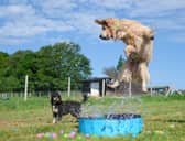 Rex and Daisy cool off in the pool at doggy day care Bruce's (photo: Bruce's)