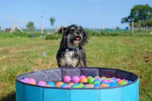 Happy days in the sun for this cool pooch (photo: Bruce's)