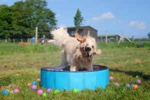 Taking a dip can help a dog to cool down (photo: Bruce's)