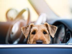Motorists are reminded to keep an extra eye on their pets as temperatures rise (photo: Adobe)