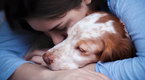 Our pets can  be affected by stress and anxiety (photo: Adobe)