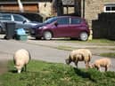 Residents claim the sheep are invading their properties