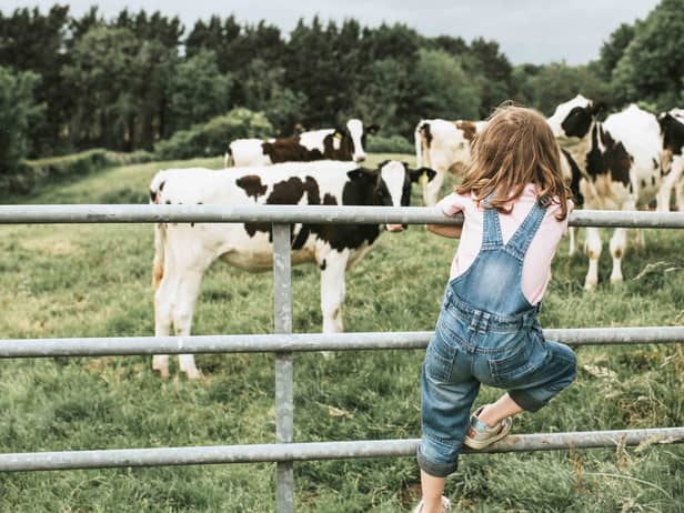 Farm animals should be treated like humans (photo: Catherine Falls Commercial)