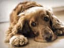 Pups have been falling seriously ill with sickness and diarrhoea after going on walks (Photo: Shuttersrtock)