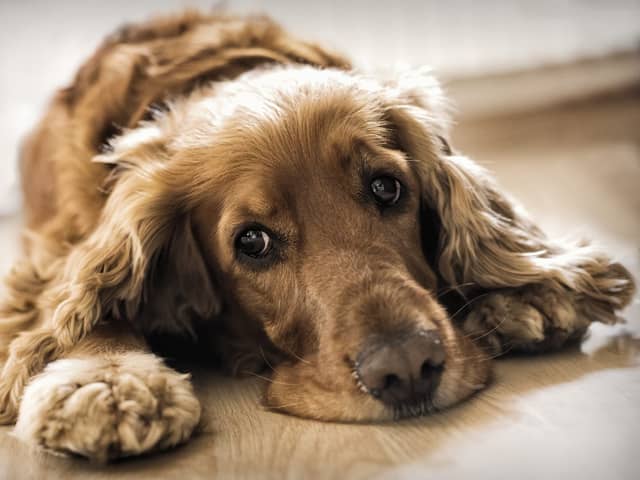 Pups have been falling seriously ill with sickness and diarrhoea after going on walks (Photo: Shuttersrtock)