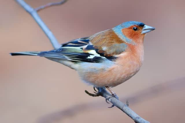 Chaffinch - a common breeding bird (photo: AlekseyKarpenko - stock.adobe.com)