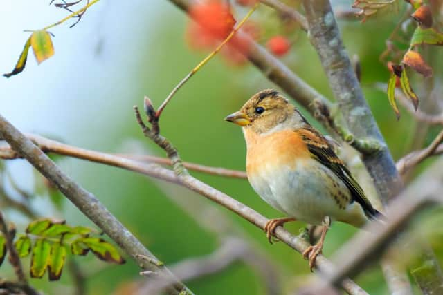 Brambling - often seen in large flocks (photo: Sander Meertins - stock.adobe.com)