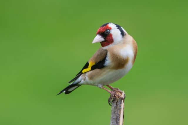 Goldfinch - easily spotted by their red faces (photo: Stef Bennett - stock.adobe.com)
