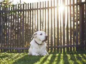 A dog owner has been fined £750 for allowing their dog to poo in their own garden