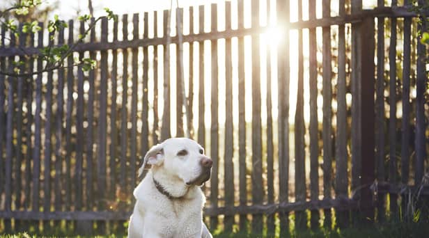 A dog owner has been fined £750 for allowing their dog to poo in their own garden