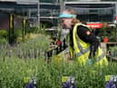 Rare plants worth thousands being sold for £10 in Lidl and B&Q 