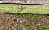 A cat was beheaded and its severed skull left in a children’s playground next to a climbing frame, sparking an investigation by the RSPCA. 