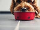 Raw pheasant pet food has been discovered to have "very high" quantities of lead from shotgun pellets, posing a health danger to dogs. 