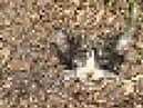 A severed cat's head found in a London children's playground could be the work of the infamous “UK Animal Killer” - five years after the police investigation was closed.