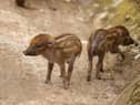 UK zoo celebrates birth of world’s rarest Visayan warty piglets - with pictures 