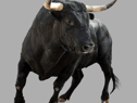 The bull caused chaos at the rugby league match 