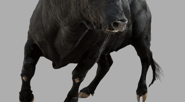 The bull caused chaos at the rugby league match 