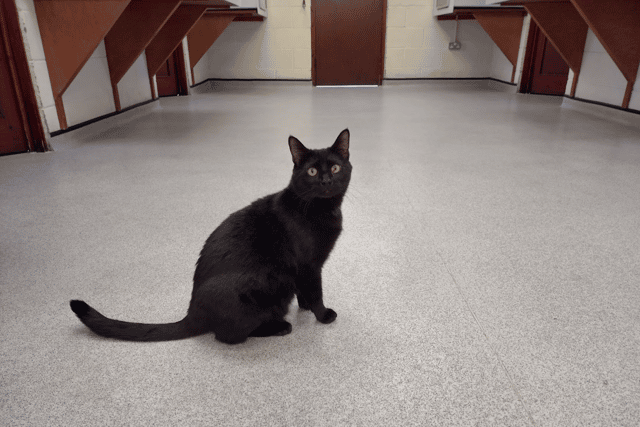 Eddie the cat, who is still waiting to be adopted.
